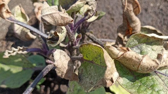 Непогода в Оренбуржье: июньские морозы повредили огороды 