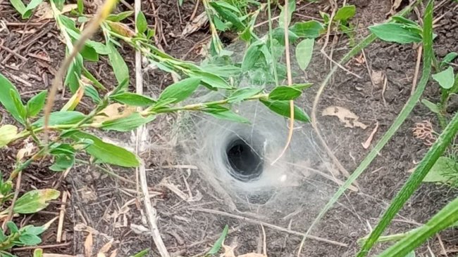 В дирекции Бузулукского бора рассказали о паучьих норах 