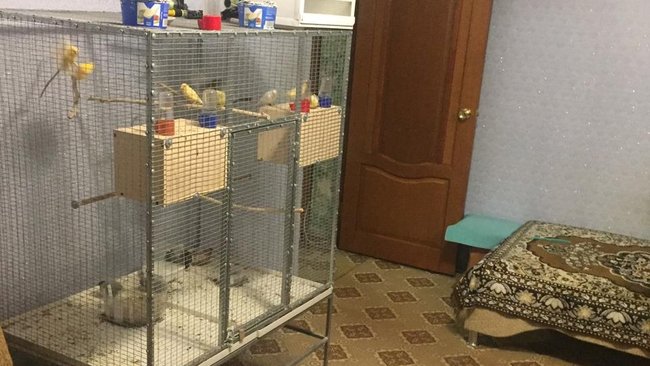 Сухопутная черепаха так и не добралась до Оренбурга