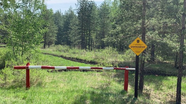 В Бузулукский бор пока могут попасть не все 