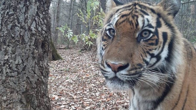 Бузулукский тигр Гектор погиб в приюте во время бури 
