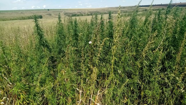 В Бузулукском районе обнаружены конопляные угодья 