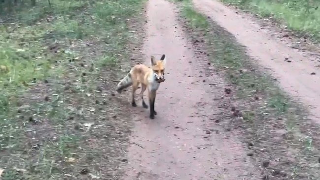 Так вот где тайник: в Бузулукском бору лиса сдала места, где прячет добычу