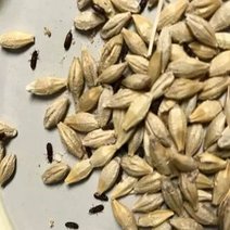 Из Оренбуржья пытались вывести ячмень с 