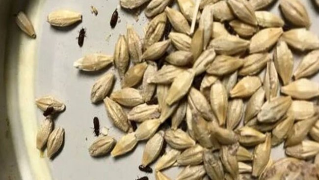 Из Оренбуржья пытались вывести ячмень с 