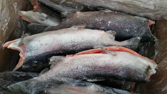 В Оренбуржье не смогли попасть 18 тонн форели и 0,2 тонны конины