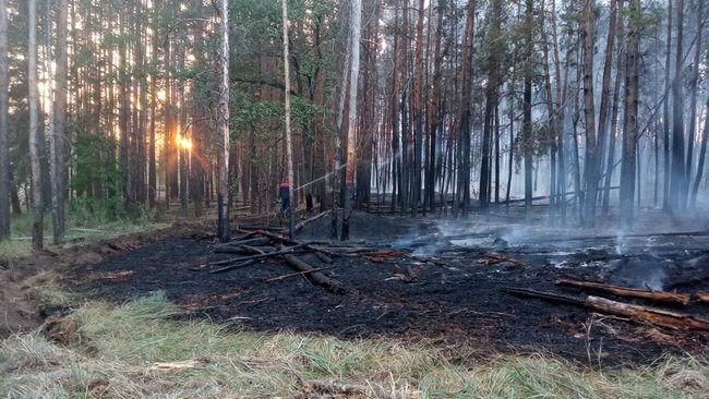 Один и тот же поезд стал причиной сразу четырёх пожаров в «Бузулукском бору»