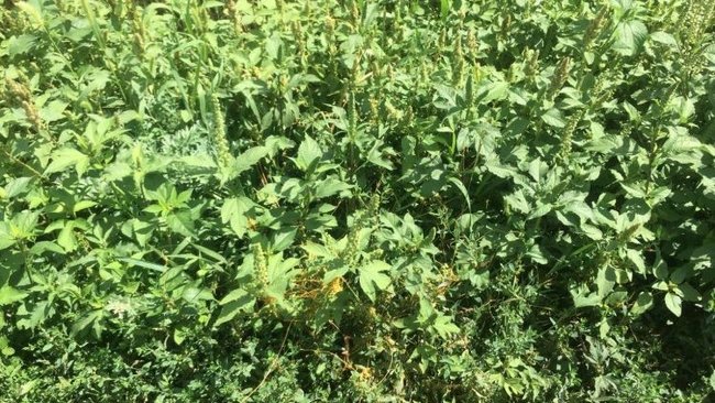 Аллергии на вас нет: в Оренбуржье главам 