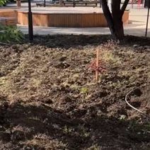 В центре Бузулука перекопали весь газон 