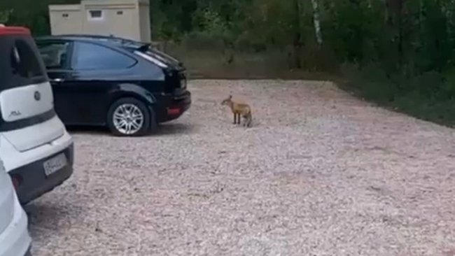 Смелая лисица все-таки пришла к гостям кинофестиваля в Бузулукском бору 