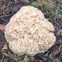 Экзотичные, но съедобные: в Бузулукском бору обнаружены редкие грибы
