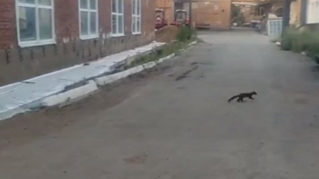 На улицах Бузулука замечен зверек, похожий на куницу 