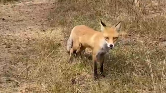 Бузулучане прикормили лисиц в окрестных лесах 