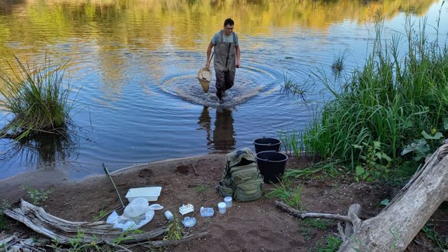 В Бузулукском бору работала группа энтомологов
