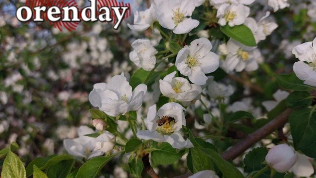 В Оренбуржье осенью зацвели яблони