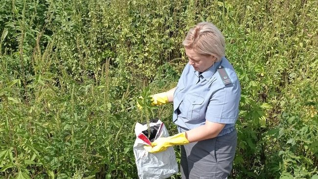 Населенные пункты Бузулукского района заросли сорняком 