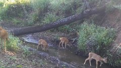 Косули Бузулукского бора попались в фотоловушку, готовясь к зиме 