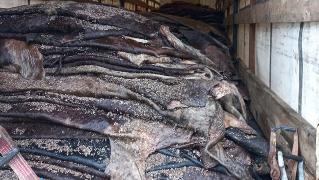 Сорок тонн коровьих шкур не пустили в Оренбуржье