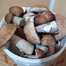 Природа щедро одаривает бузулучан грибами 