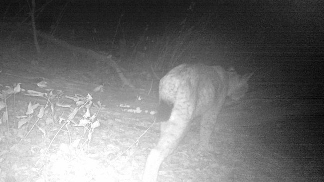 В фотоловушку Бузулукского бора попалась рысь