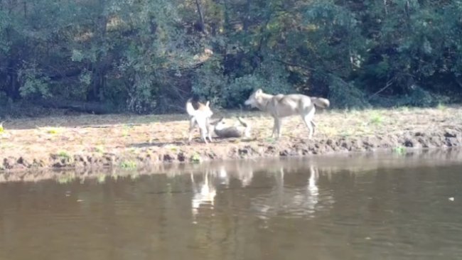В Бузулукском бору фотоловушка запечатлела игрища волков 