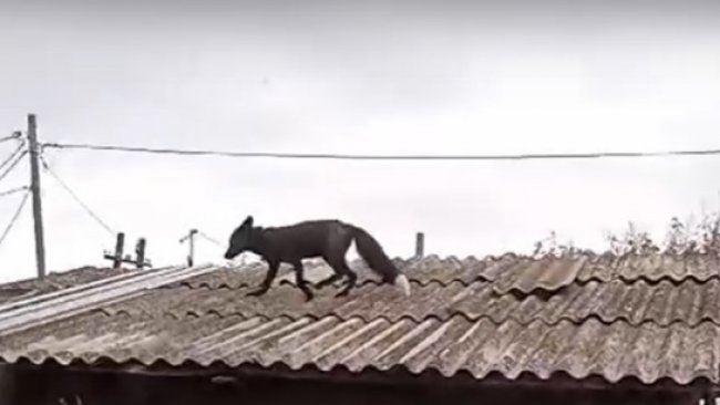 В Бузулуке разыскивается необычный домашний питомец