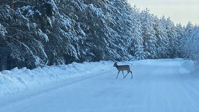 В Бузулукском бору активизировались четвероногие пешеходы 