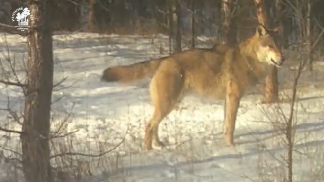 В Бузулукском бору волк принимал 
