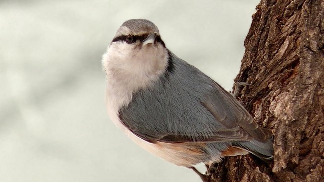 В Бузулукском бору можно встретить 