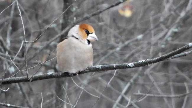 Сотрудники Бузулукского бора рассказали про дубоноса 