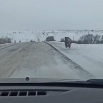 «Ух ты, какой большой!». В Оренбуржье кабан играл в догонялки с водителями на дороге