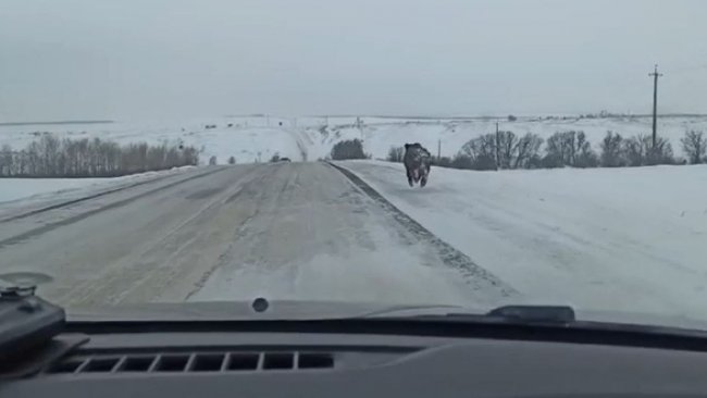 «Ух ты, какой большой!». В Оренбуржье кабан играл в догонялки с водителями на дороге