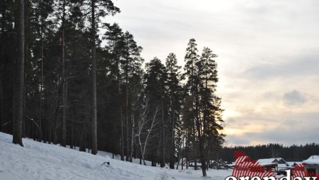 Для посещения Бузулукского бора нужно разрешение и оплата 