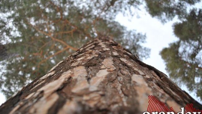 В национальный парк «Бузулукский бор» запрещен въезд всем гражданам 