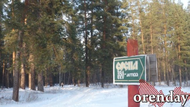 ОПРОС: Бузулучане, как вы считаете, вредит ли Бузулукскому бору присутствие нефтяников?