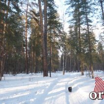 Бузулукскому бору хотят присвоить имя ученого 