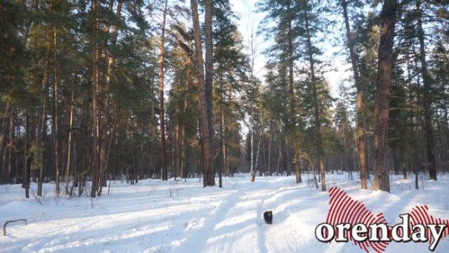 Бузулукскому бору хотят присвоить имя ученого 