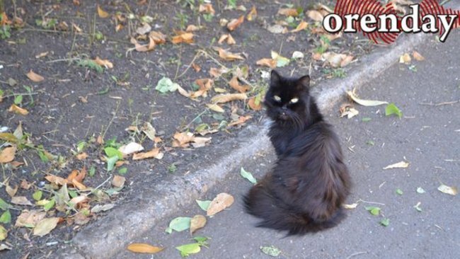 Насколько суеверны оренбуржцы, спросили в Правительстве области 