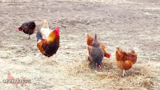 В селе Твердилово Бузулукского района ввели карантин