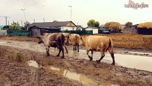 В Бузулукском районе введён карантин