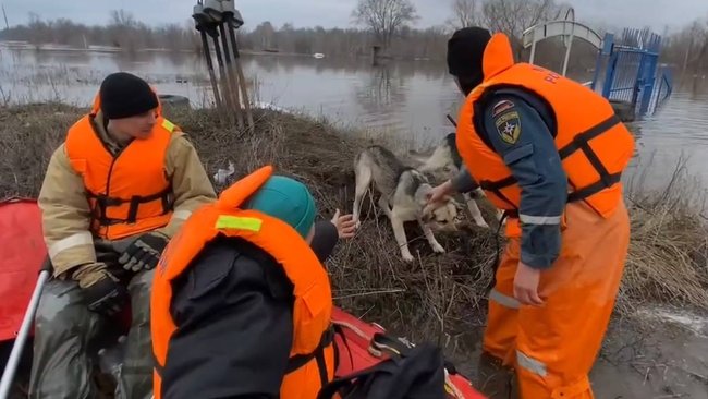 Эвакуация в Бузулуке из-за наводнения продолжается