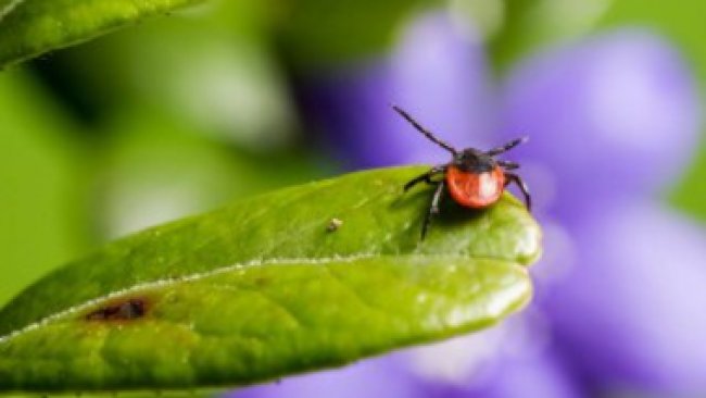 Клещи атакуют