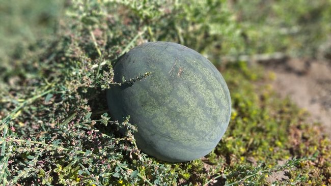 Оренбургские плоды и зелень проверили на наличие остатков пестицидов 