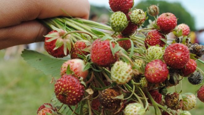 Бузулучане удивляются ценам на клубнику и землянику 