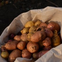 Сколько мяса, молока и овощей производится в Бузулукском районе?