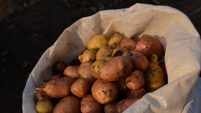 Оренбуржье с трудом преодолевает проблемы снабжения населения овощами