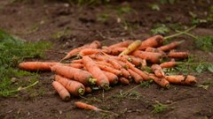 Своё родное: массовый сбор овощей открытого грунта начался в Оренбуржье