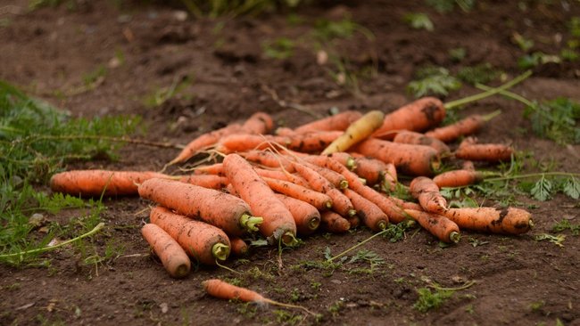 Своё родное: массовый сбор овощей открытого грунта начался в Оренбуржье
