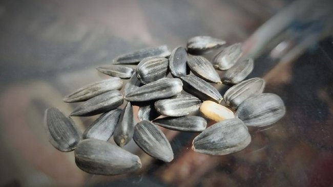 Бузулукский аграрий неправильно ввез семена подсолнечника для посева 