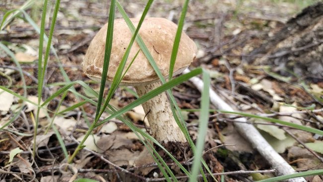 Бузулукские грибники, наконец-то, собирают полные корзины 